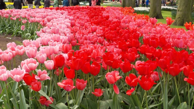 2014-04-17 Holland Tulips 33.jpg